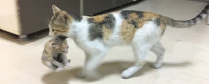 Una gata llevando a su cría enferma al hospital Una gata llevando a su cría enferma al hospital