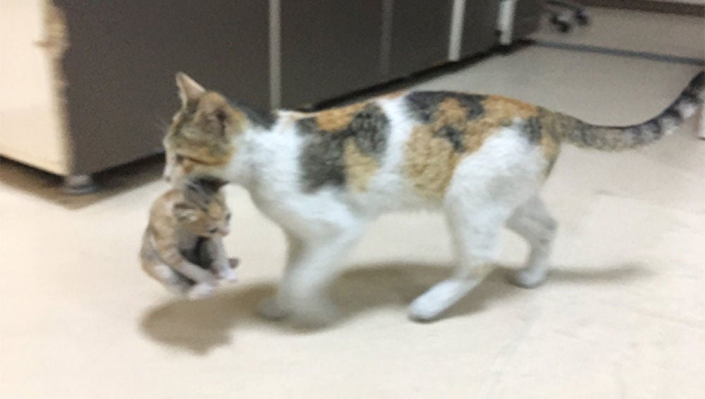 Una gata llevando a su cría enferma al hospital
