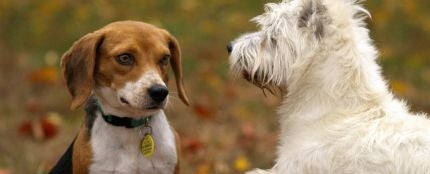 Dos perros jugando