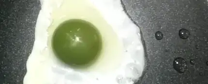 Seis gallinas dan huevos con la yema de color verde Seis gallinas dan huevos con la yema de color verde