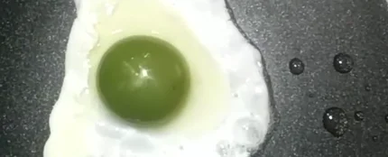 Seis gallinas dan huevos con la yema de color verde Seis gallinas dan huevos con la yema de color verde
