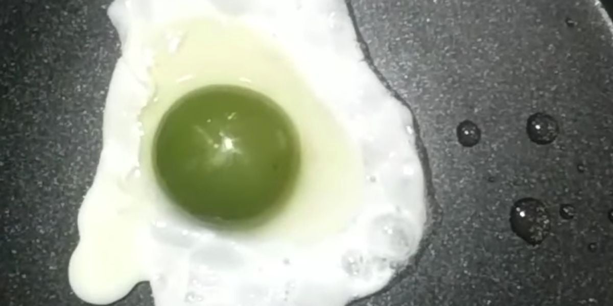 Seis gallinas dan huevos con la yema de color verde