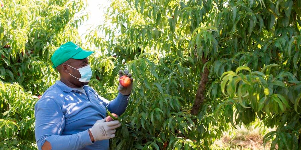 Preocupación por los rebrotes del coronavirus entre los temporeros