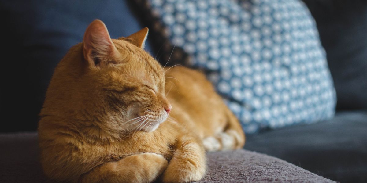 Gato