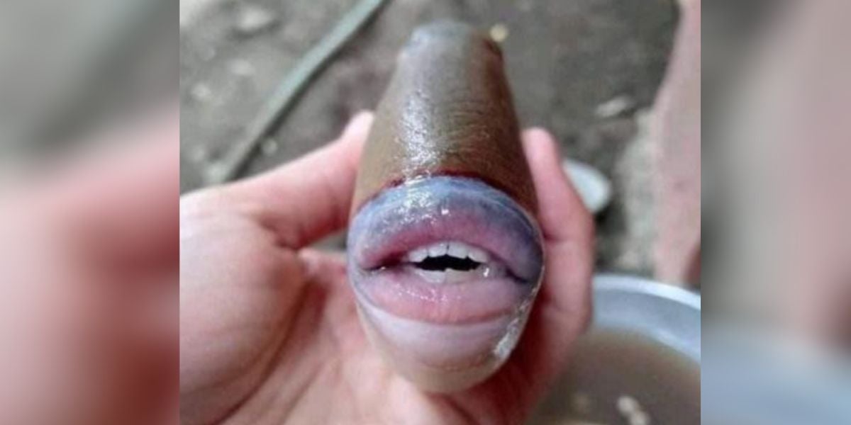 El pez con rasgos humanos