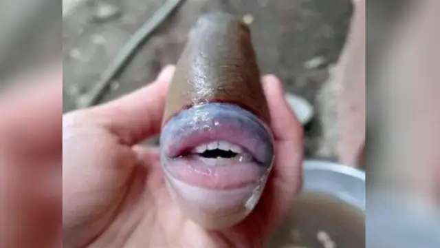 El pez con rasgos humanos