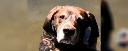 Vídeo viral de un perro en el agua