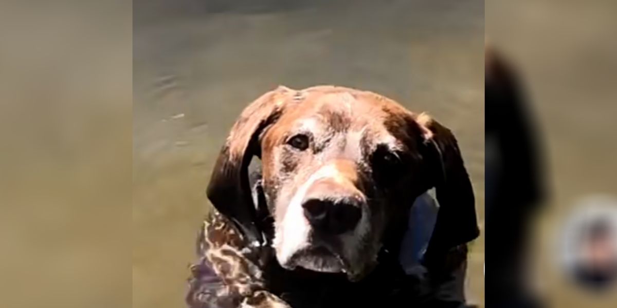 Vídeo viral de un perro en el agua