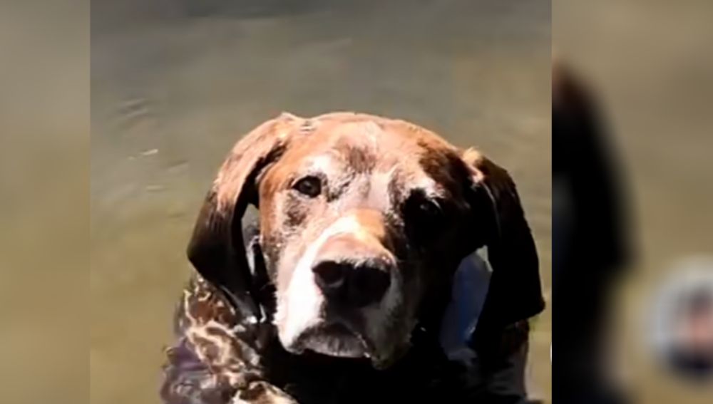 Vídeo viral de un perro en el agua