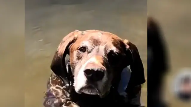 Vídeo viral de un perro en el agua