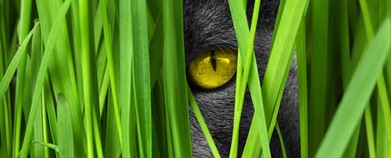 Un gato escondido Un gato escondido