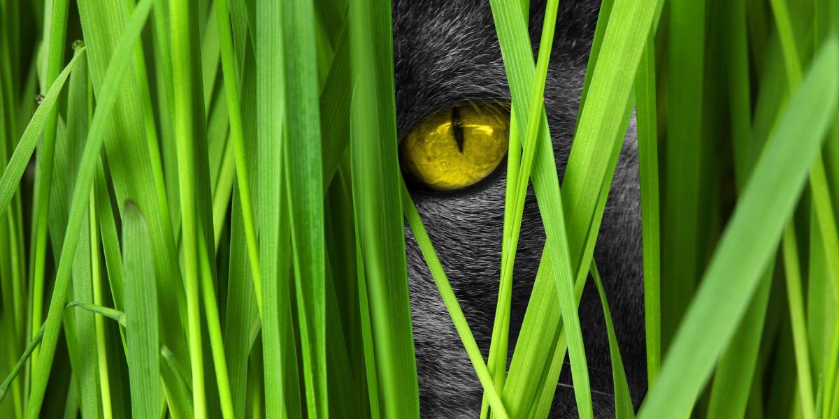 Un gato escondido