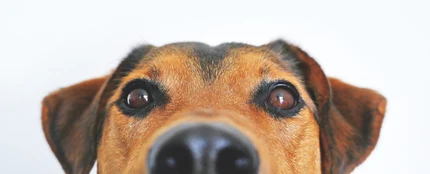 Perro Perro