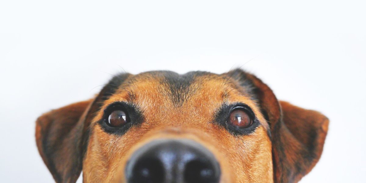 Perro