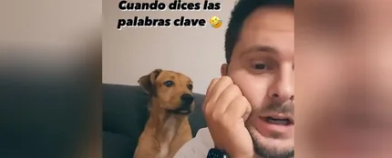 La entrañable reacción de un perro cuando su dueño dice las palabras 'calle' y 'premio' La entrañable reacción de un perro cuando su dueño dice las palabras 'calle' y 'premio'