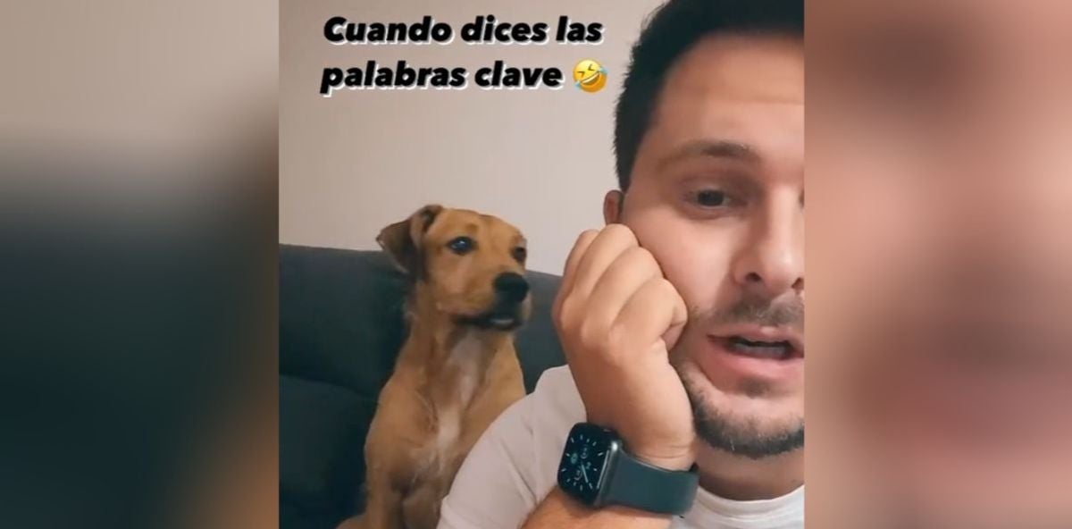 La entrañable reacción de un perro cuando su dueño dice las palabras 'calle' y 'premio'