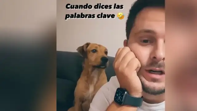 La entrañable reacción de un perro cuando su dueño dice las palabras 'calle' y 'premio'