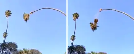 Un hombre, catapultado por una palmera en EEUU Un hombre, catapultado por una palmera en EEUU