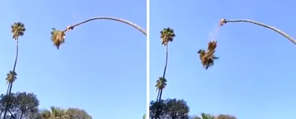 Un hombre, catapultado por una palmera en EEUU Un hombre, catapultado por una palmera en EEUU