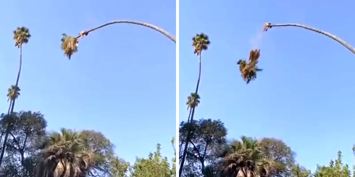 Un hombre, catapultado por una palmera en EEUU