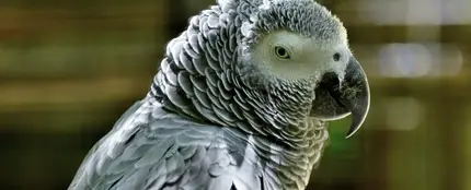 Un parque del Reino Unido aísla a sus loros por enseñarse palabrotas entre ellos y reírse ante el público Un parque del Reino Unido aísla a sus loros por enseñarse palabrotas entre ellos y reírse ante el público