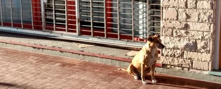 Bianca, la perra que lleva días esperando a las puertas del negocio de su dueña fallecida Bianca, la perra que lleva días esperando a las puertas del negocio de su dueña fallecida