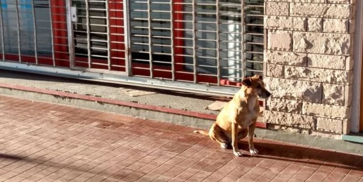 Bianca, la perra que lleva días esperando a las puertas del negocio de su dueña fallecida