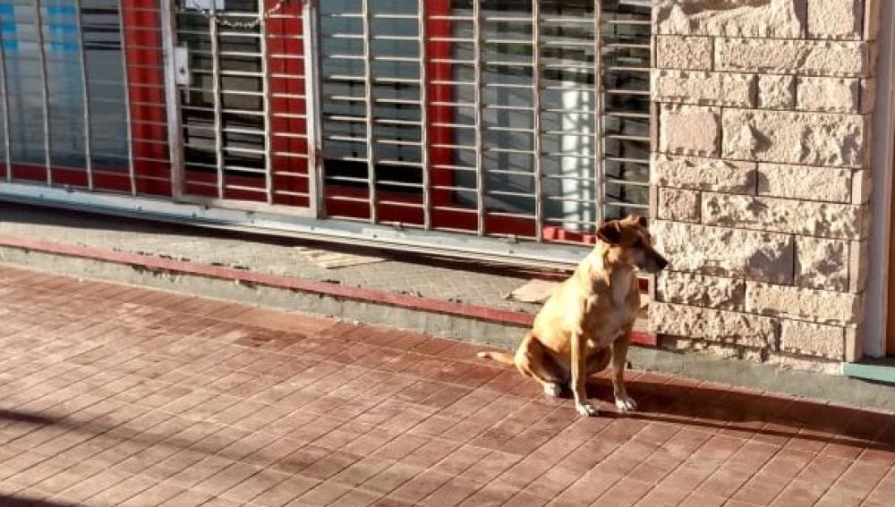 Bianca, la perra que lleva días esperando a las puertas del negocio de su dueña fallecida
