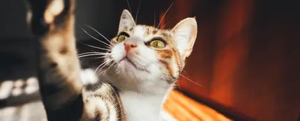 Los gatos no comparten un 'idioma' común, su maullido es único Los gatos no comparten un 'idioma' común, su maullido es único