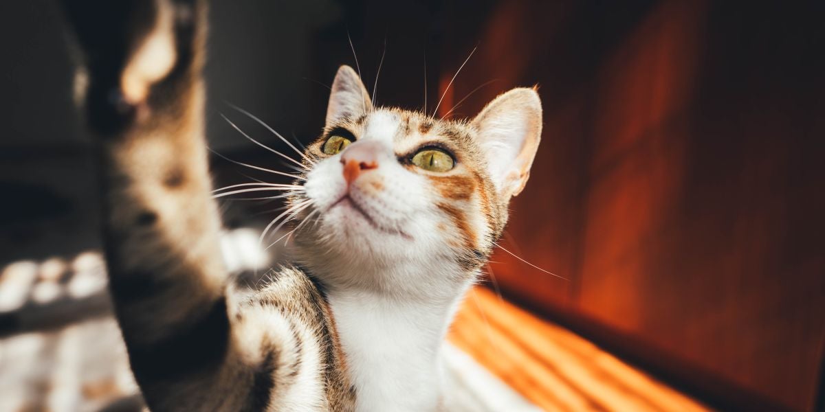 Los gatos no comparten un 'idioma' común, su maullido es único