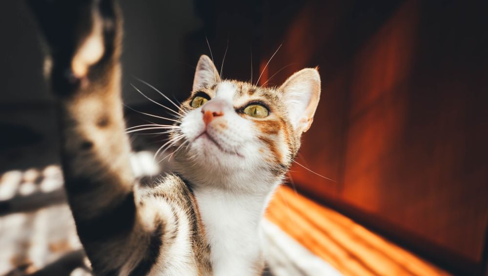 Los gatos no comparten un 'idioma' común, su maullido es único 