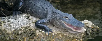 Un cocodrilo Un cocodrilo