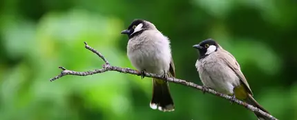 Dos pájaros en una rama Dos pájaros en una rama