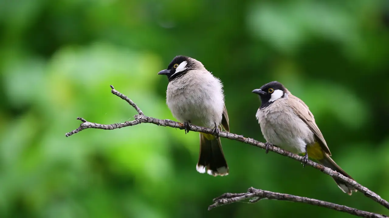Dos pájaros en una rama Dos pájaros en una rama