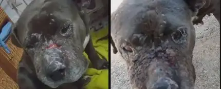 Cata, perra desaparecida Cata, perra desaparecida