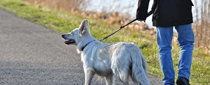Estudian si la muerte de casi 1.700 mascotas fue provocada por los collares antipulgas de Seresto Estudian si la muerte de casi 1.700 mascotas fue provocada por los collares antipulgas de Seresto
