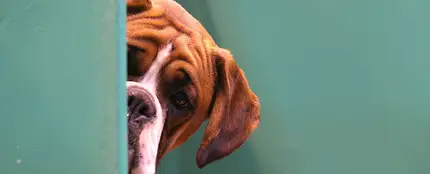 Conoce la edad y la fase de crecimiento en la que se encuentra tu perro Conoce la edad y la fase de crecimiento en la que se encuentra tu perro