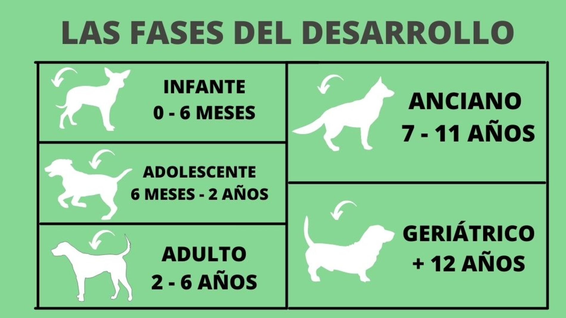 ¿En qué fase del crecimiento se encuentra un perro en función de la edad?