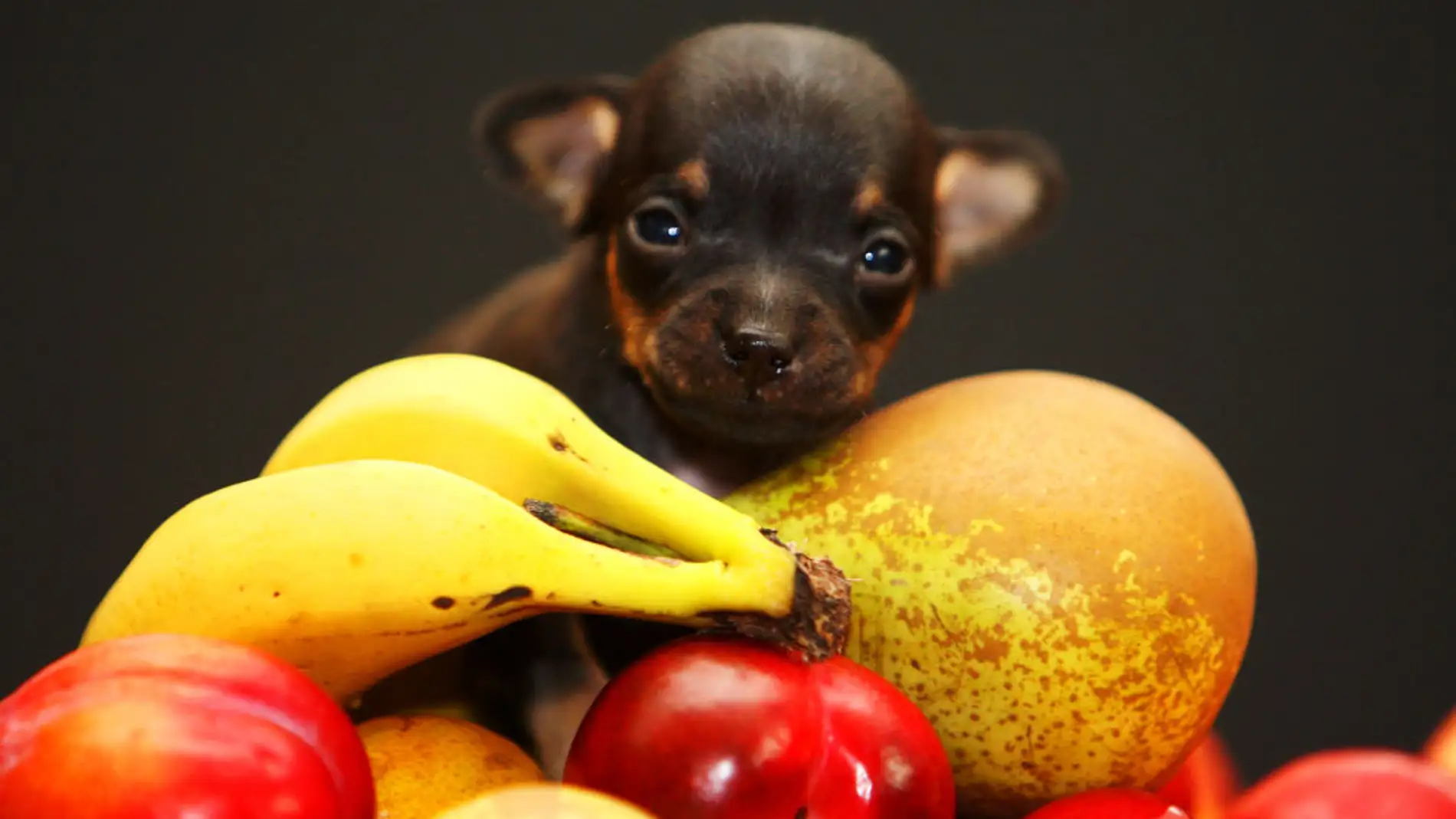 ¿Qué frutas puedo dar de comer a mi perro?