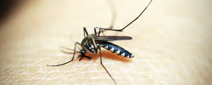 Mosquito Mosquito