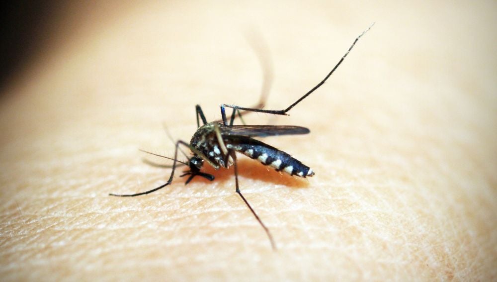 Mosquito