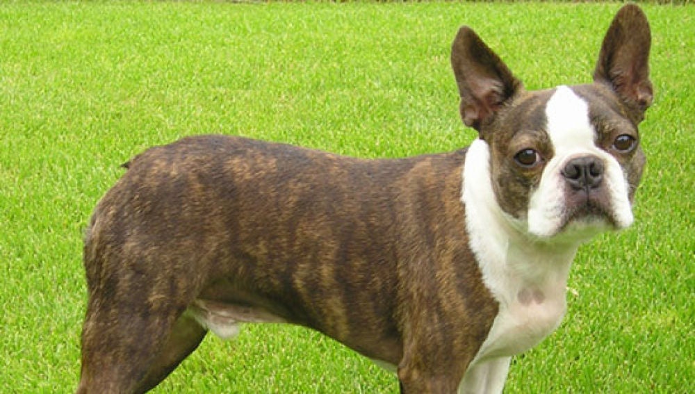 Boston terrier
