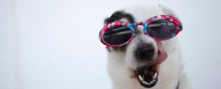Las razas de perro que mejor soportan el calor y las que peor llevan las altas temperaturas