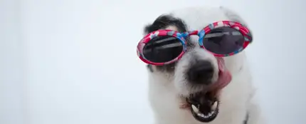 Las razas de perro que mejor soportan el calor y las que peor llevan las altas temperaturas Las razas de perro que mejor soportan el calor y las que peor llevan las altas temperaturas