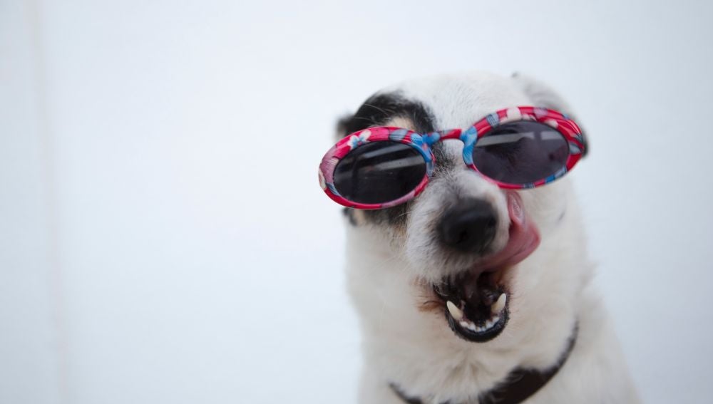Las razas de perro que mejor soportan el calor y las que peor llevan las altas temperaturas