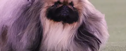 Conoce a Wasabi, el perro más bonito del mundo Conoce a Wasabi, el perro más bonito del mundo