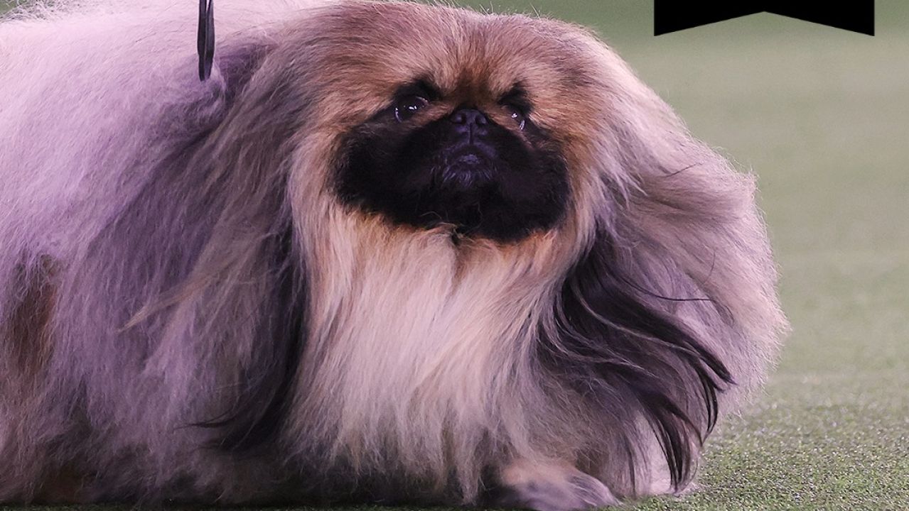 Conoce a Wasabi, el perro más guapo del mundo Europa FM