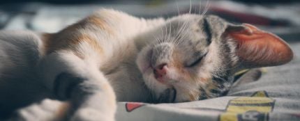 Un gato durmiendo en una cama