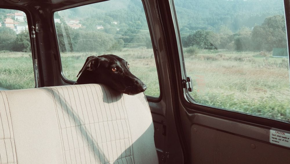Deberíamos acostumbrar al perro a viajar en coche en distancias y tiempos más cortos.