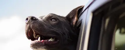 Vacaciones con perros: esto es lo que tienes que saber antes de salir de viaje con tu mascota Vacaciones con perros: esto es lo que tienes que saber antes de salir de viaje con tu mascota